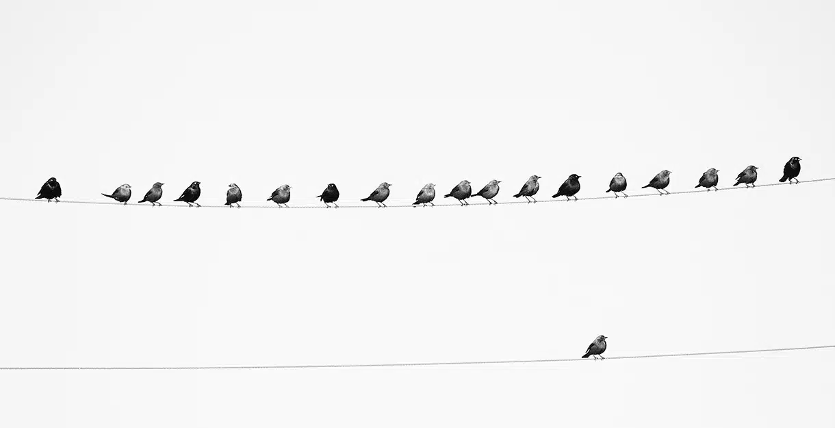 A row of birds on a wire with a single bird perched on a wire below them.