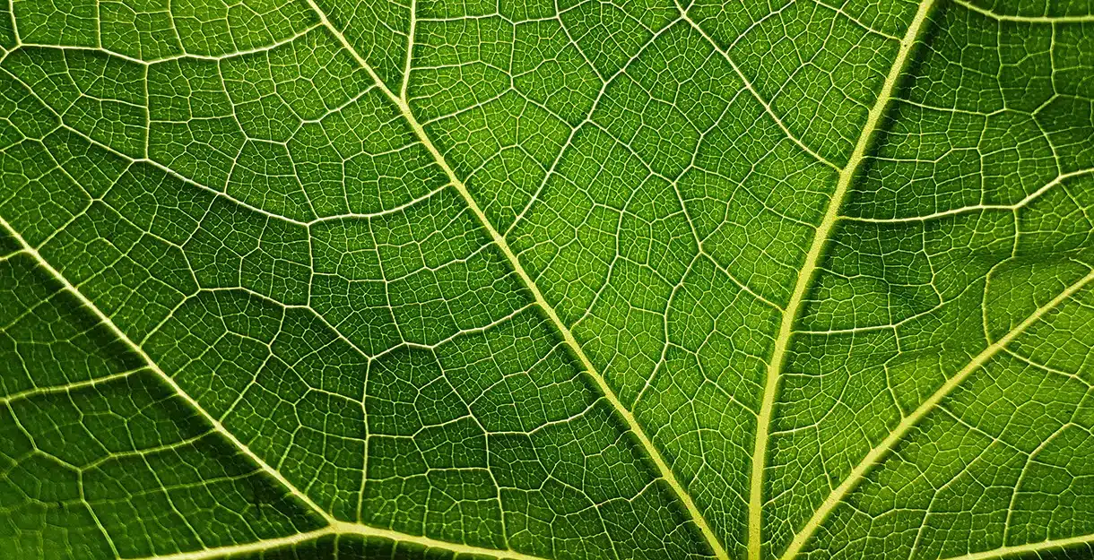 An extreme close-up of a vibrant green leaf, highlighting its intricate network of veins and natural texture.