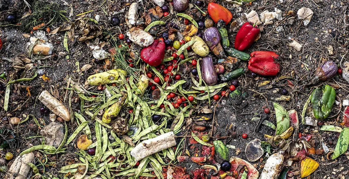 Decomposing garbage of vegetable origin for animal feed, pigs. Decomposing garbage of vegetable origin for animal feed, pigs.